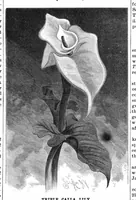 Picture 13 of 18 from Scientific American, Vol. 55, No. 1 (July 1886) (1886), leaf 8