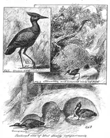 An illustration from Scientific American, Vol. 55, No. 11 (September 1886) (1886)