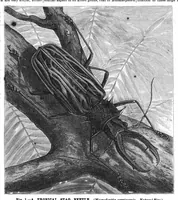 An illustration from Scientific American, Vol. 55, No. 14 (October 1886) (1886)