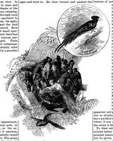 An illustration from Scientific American, Vol. 55, No. 15 (October 1886) (1886)
