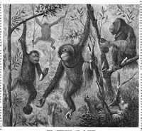 Picture 11 of 17 from Scientific American, Vol. 55, No. 17 (October 1886) (1886), leaf 8