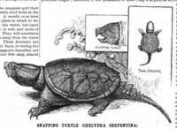 An illustration from Scientific American, Vol. 55, No. 24 (December 1886) (1886)