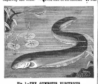 Picture 11 of 12 from Scientific American, Vol. 55, No. 25 (December 1886) (1886), leaf 8