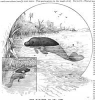An illustration from Scientific American, Vol. 55, No. 26 (December 1886) (1886)