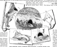 An illustration from Scientific American, Vol. 55, No. 26 (December 1886) (1886)
