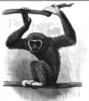 An illustration from Scientific American, Vol. 56, No. 2 (January 1887) (1887)