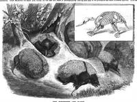 An illustration from Scientific American, Vol. 56, No. 3 (January 1887) (1887)