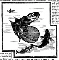 An illustration from Scientific American, Vol. 56, No. 6 (February 1887) (1887)
