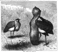 An illustration from Scientific American, Vol. 56, No. 7 (February 1887) (1887)