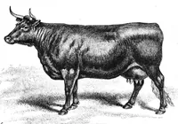 An illustration from Scientific American, Vol. 56, No. 8 (February 1887) (1887)