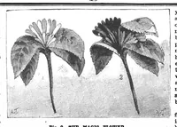 Picture 14 of 21 from Scientific American, Vol. 56, No. 18 (April 1887) (1887), leaf 8