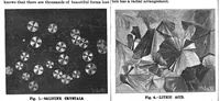 Picture 12 of 14 from Scientific American, Vol. 56, No. 21 (May 1887) (1887), leaf 10