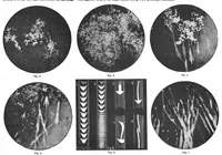 Picture 13 of 16 from Scientific American, Vol. 56, No. 22 (May 1887) (1887), leaf 10