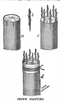 An illustration from Scientific American, Vol. 56, No. 24 (June 1887) (1887)