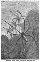 Picture 12 of 15 from Scientific American, Vol. 57, No. 6 (August 1887) (1887), leaf 8