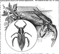 An illustration from Scientific American, Vol. 57, No. 7 (August 1887) (1887)