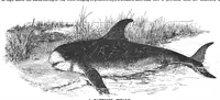 An illustration from Scientific American, Vol. 57, No. 9 (August 1887) (1887)