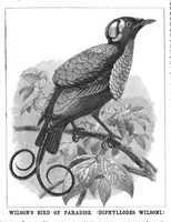 An illustration from Scientific American, Vol. 57, No. 14 (October 1887) (1887)