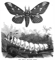 An illustration from Scientific American, Vol. 57, No. 16 (October 1887) (1887)