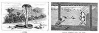 Picture 6 of 14 from Scientific American, Vol. 58, No. 2 (January 1888) (1888), leaf 7