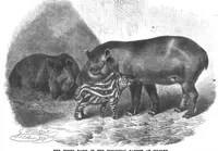 An illustration from Scientific American, Vol. 58, No. 13 (March 1888) (1888)