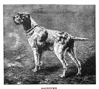 Picture 13 of 18 from Scientific American, Vol. 58, No. 21 (May 1888) (1888), leaf 8