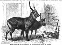 An illustration from Scientific American, Vol. 59, No. 1 (July 1888) (1888)