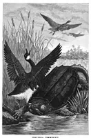 An illustration from Scientific American, Vol. 59, No. 3 (July 1888) (1888)