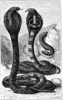 Picture 10 of 32 from Scientific American, Vol. 59, No. 4 (July 1888) (1888), leaf 8