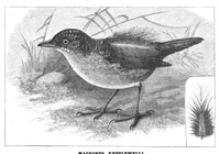 Picture 10 of 14 from Scientific American, Vol. 59, No. 7 (August 1888) (1888), leaf 8