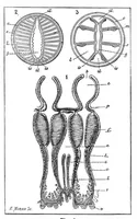An illustration from Scientific American, Vol. 59, No. 9 (September 1888) (1888)