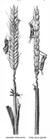 Picture 12 of 19 from Scientific American, Vol. 59, No. 9 (September 1888) (1888), leaf 8