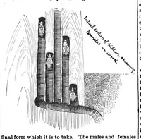 Picture 9 of 13 from Scientific American, Vol. 59, No. 10 (September 1888) (1888), leaf 8