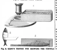 Picture 6 of 13 from Scientific American, Vol. 59, No. 19 (November 1888) (1888), leaf 4