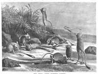 An illustration from Scientific American, Vol. 60, No. 8 (February 1889) (1889)