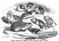 Picture 4 of 10 from Scientific American, Vol. 60, No. 23 (June 1889) (1889), leaf 4