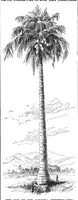 An illustration from Scientific American, Vol. 61, No. 7 (August 1889) (1889)