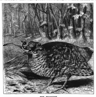 Picture 8 of 10 from Scientific American, Vol. 61, No. 13 (September 1889) (1889), leaf 7