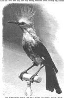 Picture 3 of 14 from Scientific American, Vol. 61, No. 19 (November 1889) (1889), leaf 3