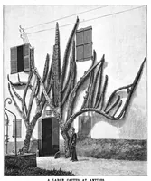 An illustration from Scientific American, Vol. 61, No. 23 (December 1889) (1889)