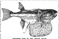 Picture 8 of 13 from Scientific American, Vol. 61, No. 26 (December 1889) (1889), leaf 7