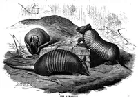 An illustration from Scientific American, Vol. 62, No. 9 (March 1890) (1890)