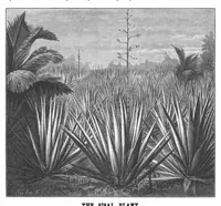 An illustration from Scientific American, Vol. 62, No. 10 (March 1890) (1890)