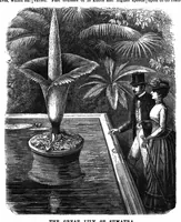 Picture 15 of 18 from Scientific American, Vol. 62, No. 20 (May 1890) (1890), leaf 9