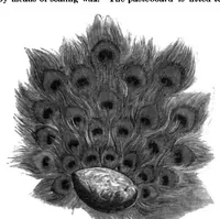 An illustration from Scientific American, Vol. 62, No. 25 (June 1890) (1890)