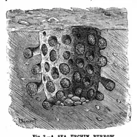 An illustration from Scientific American, Vol. 63, No. 2 (July 1890) (1890)