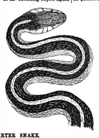 An illustration from Scientific American, Vol. 63, No. 7 (August 1890) (1890)