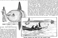 An illustration from Scientific American, Vol. 63, No. 11 (September 1890) (1890)