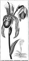 An illustration from Scientific American, Vol. 63, No. 13 (September 1890) (1890)