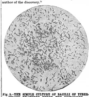 An illustration from Scientific American, Vol. 63, No. 23 (December 1890) (1890)